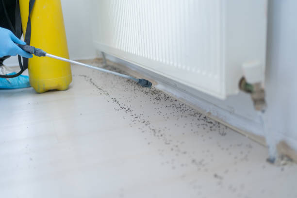 Best Ant Control Services  in Bridgman, MI
