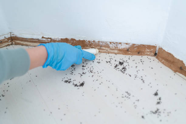 Best Pest Control Near Me  in Bridgman, MI